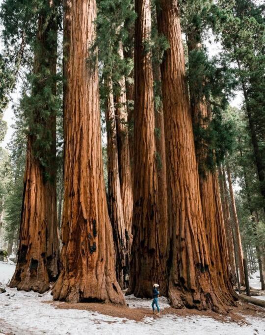 Sequoia Villa ไวเซเลีย ภายนอก รูปภาพ