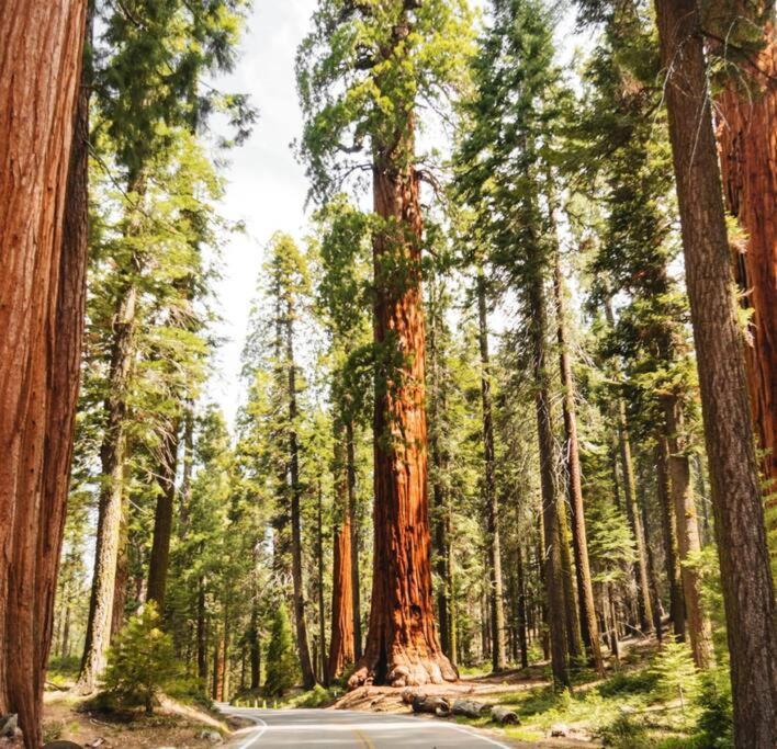 Sequoia Villa ไวเซเลีย ภายนอก รูปภาพ